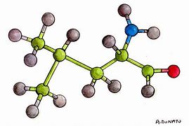 Image result for HMB