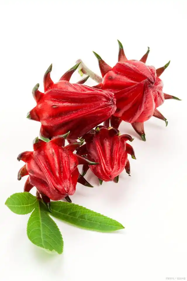 Image result for 洛神花提取物